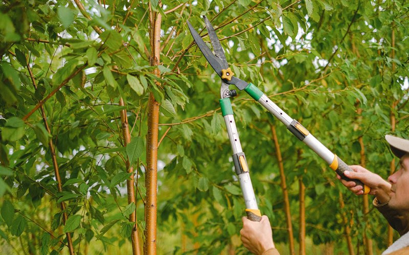 Tree trimming in Lancaster, WI